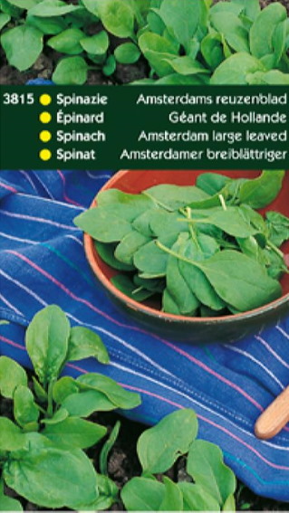 Spinach Amsterdam Large Leaved (Spinacia oleracea) 7000 seeds